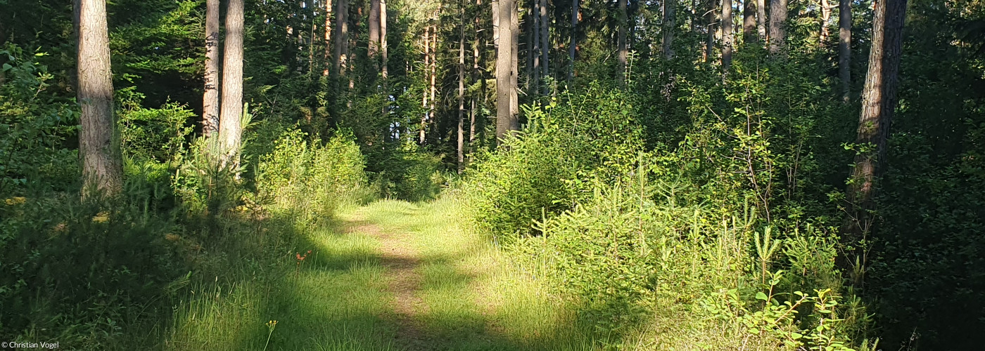 Neuburger Wald Nähe Kohlbruck