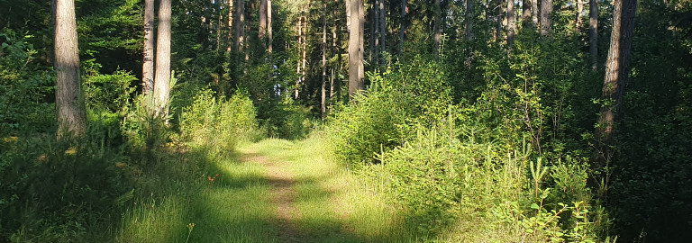 Neuburger Wald Nähe Kohlbruck
