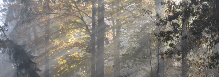 Bäume im Licht (Neuburger Wald)