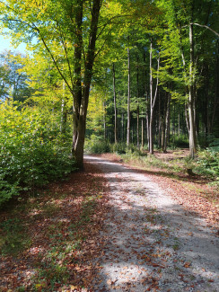 Neuburger Wald bei Kohlbruck