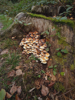 Neuburger Wald bei Kohlbruck