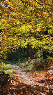 Neuburger Wald bei Kohlbruck