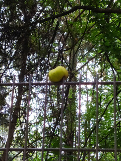 Apfel auf PEB-Umzäunung