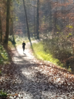 Neuburger Wald im Spätherbst