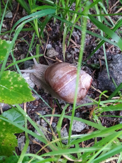 Schnecke