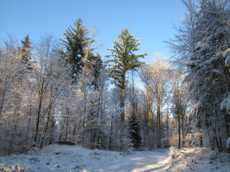 Neuburger Wald