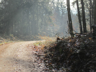 Bierweg, Neuburger Wald