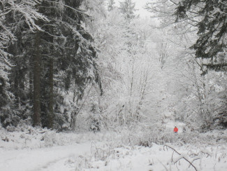 Im Neuburger Wald bei Kohlbruck