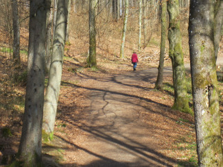 Neuburger Wald bei Kohlbruck