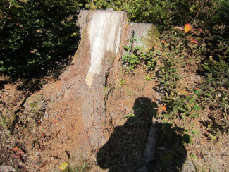 Neuburger Wald