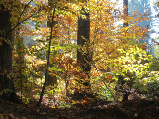 Neuburger Wald bei Kohlbruck